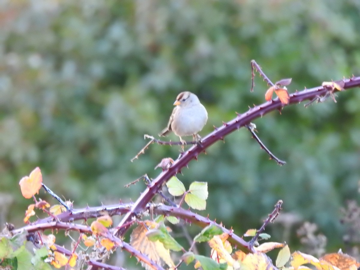 Белобровая овсянка - ML645147262