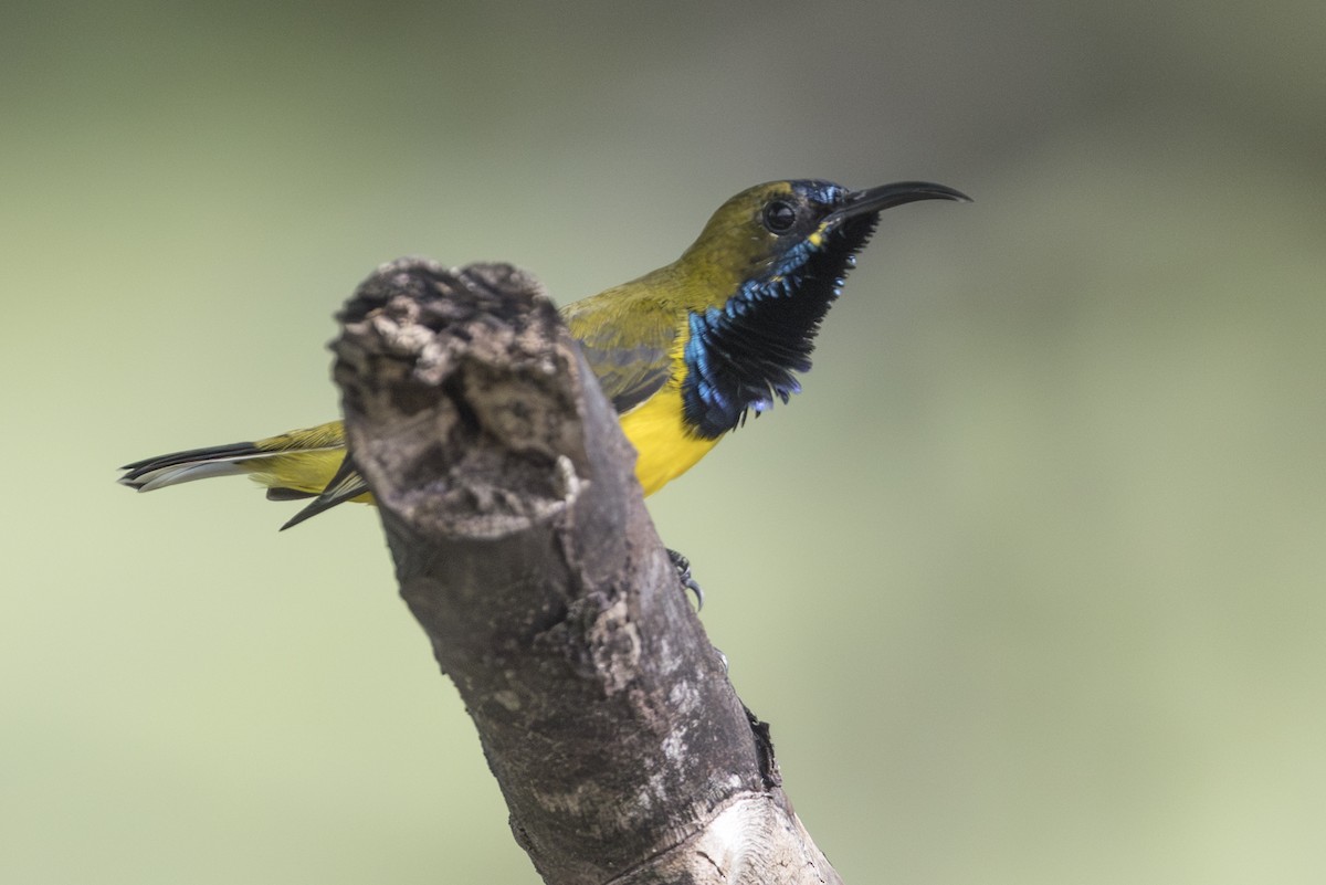 Ornate Sunbird - ML645147266