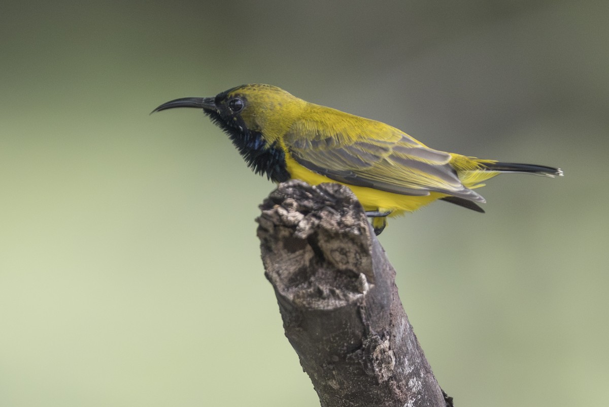 Ornate Sunbird - ML645147267