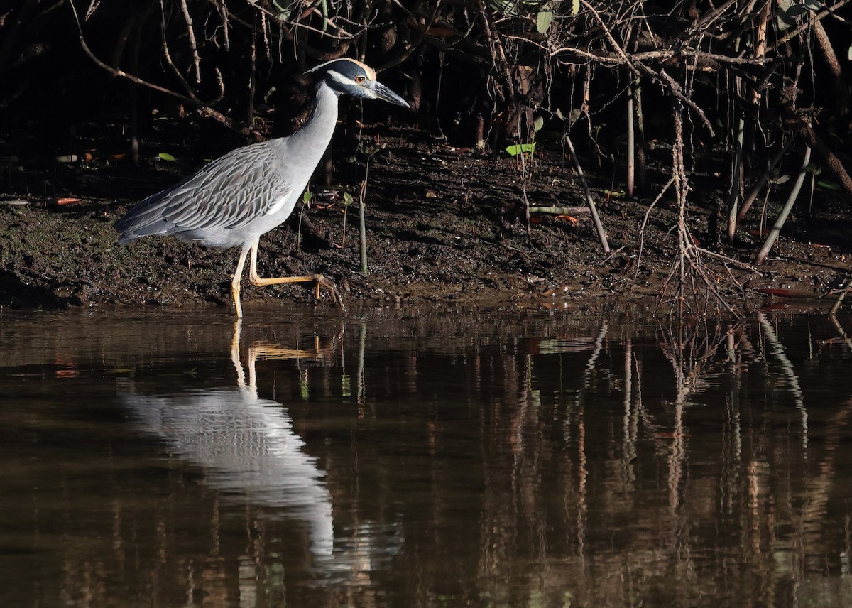 Sarı Tepeli Gece Balıkçılı - ML645147279