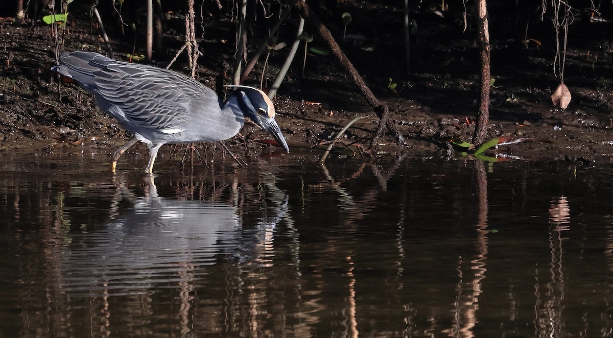 Sarı Tepeli Gece Balıkçılı - ML645147281