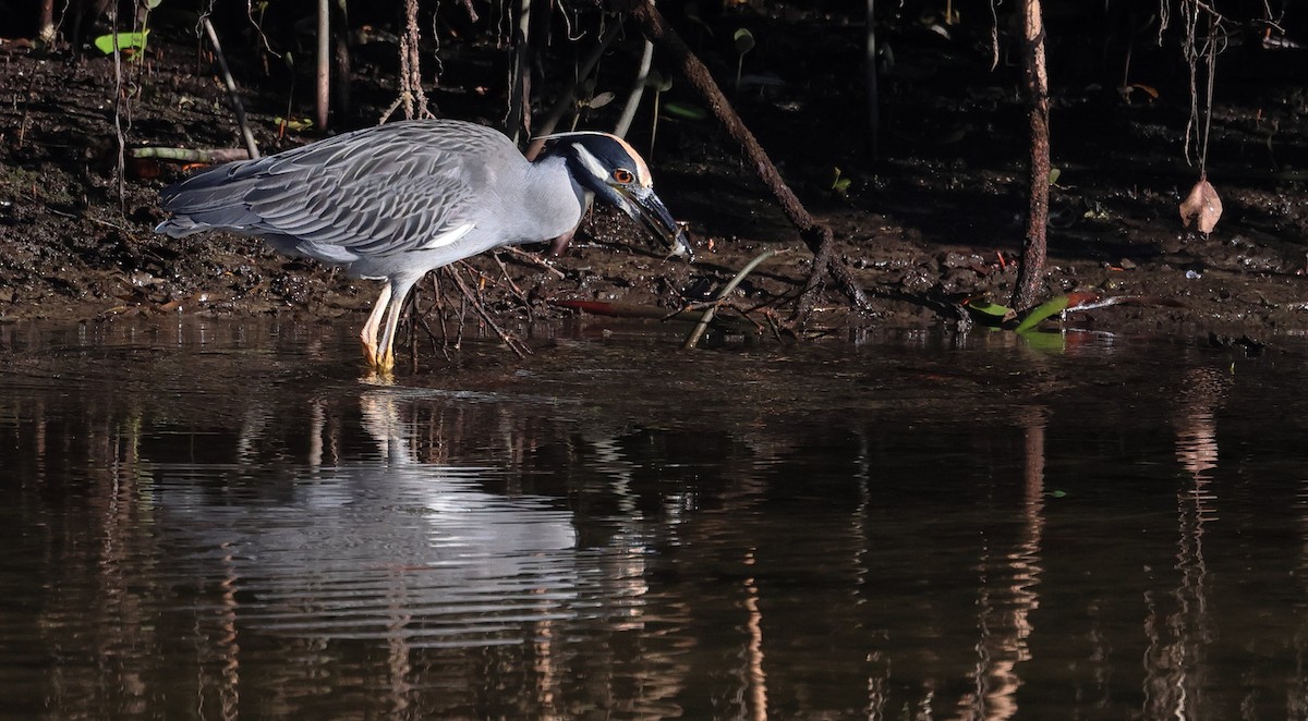 Sarı Tepeli Gece Balıkçılı - ML645147284