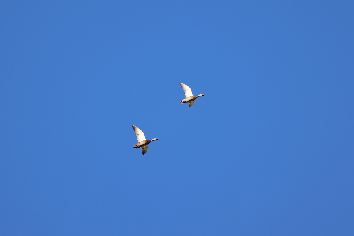 Mallard x Mexican Duck (hybrid) - ML645147285