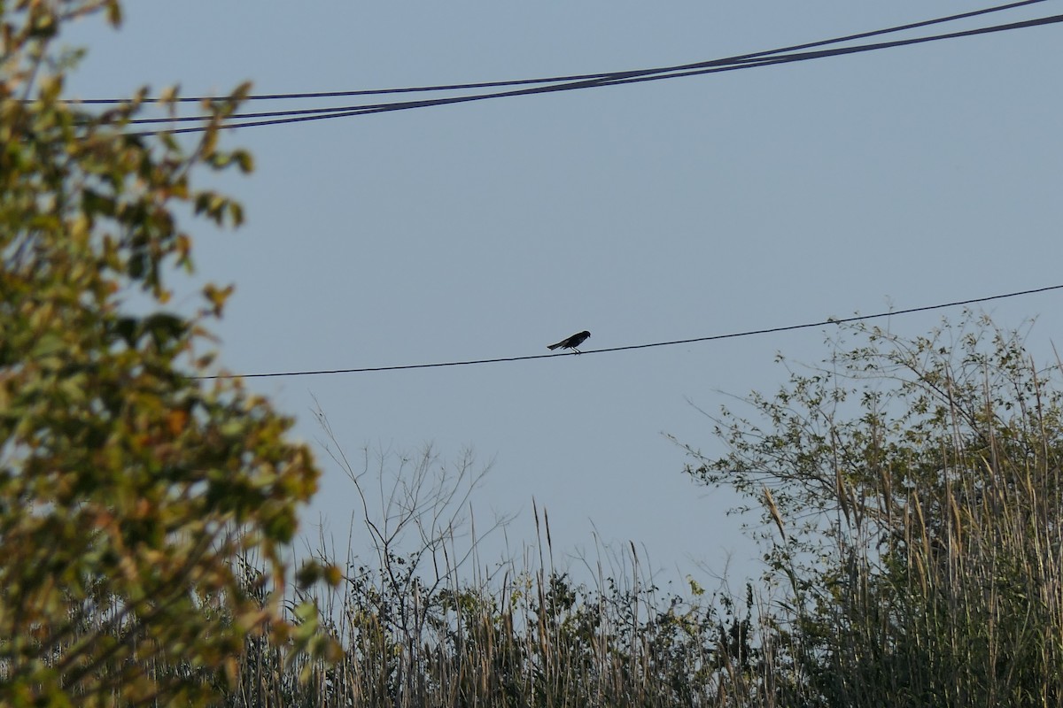 Трупіалець пурпуровий - ML645147296