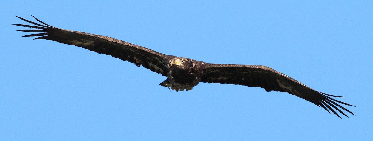 עיטם לבן-ראש - ML645147307
