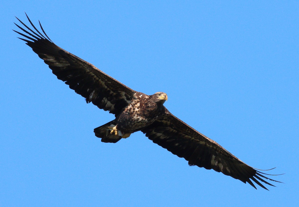 עיטם לבן-ראש - ML645147311