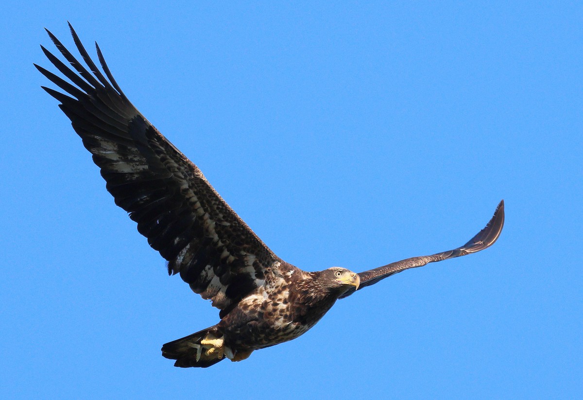 עיטם לבן-ראש - ML645147312