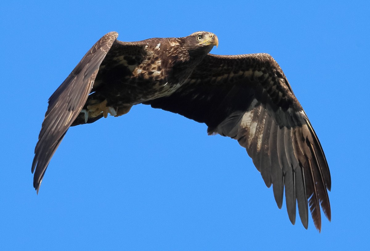 עיטם לבן-ראש - ML645147330