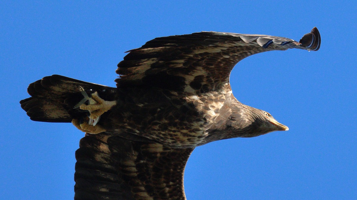 עיטם לבן-ראש - ML645147346