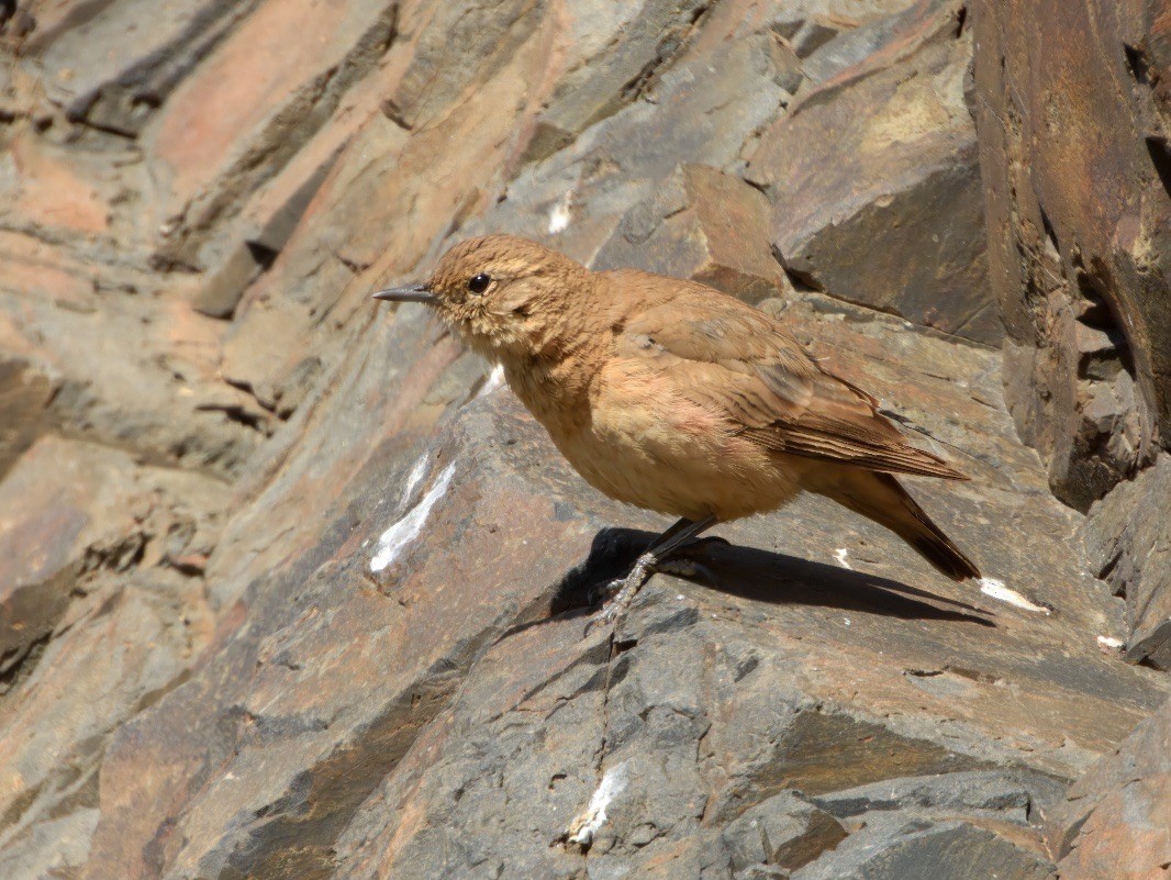 Rufous-banded Miner - ML645147351