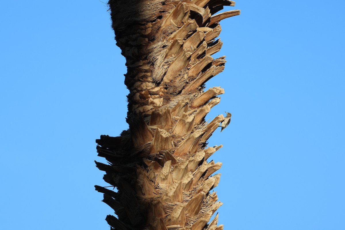 Red-headed Woodpecker - ML645147356