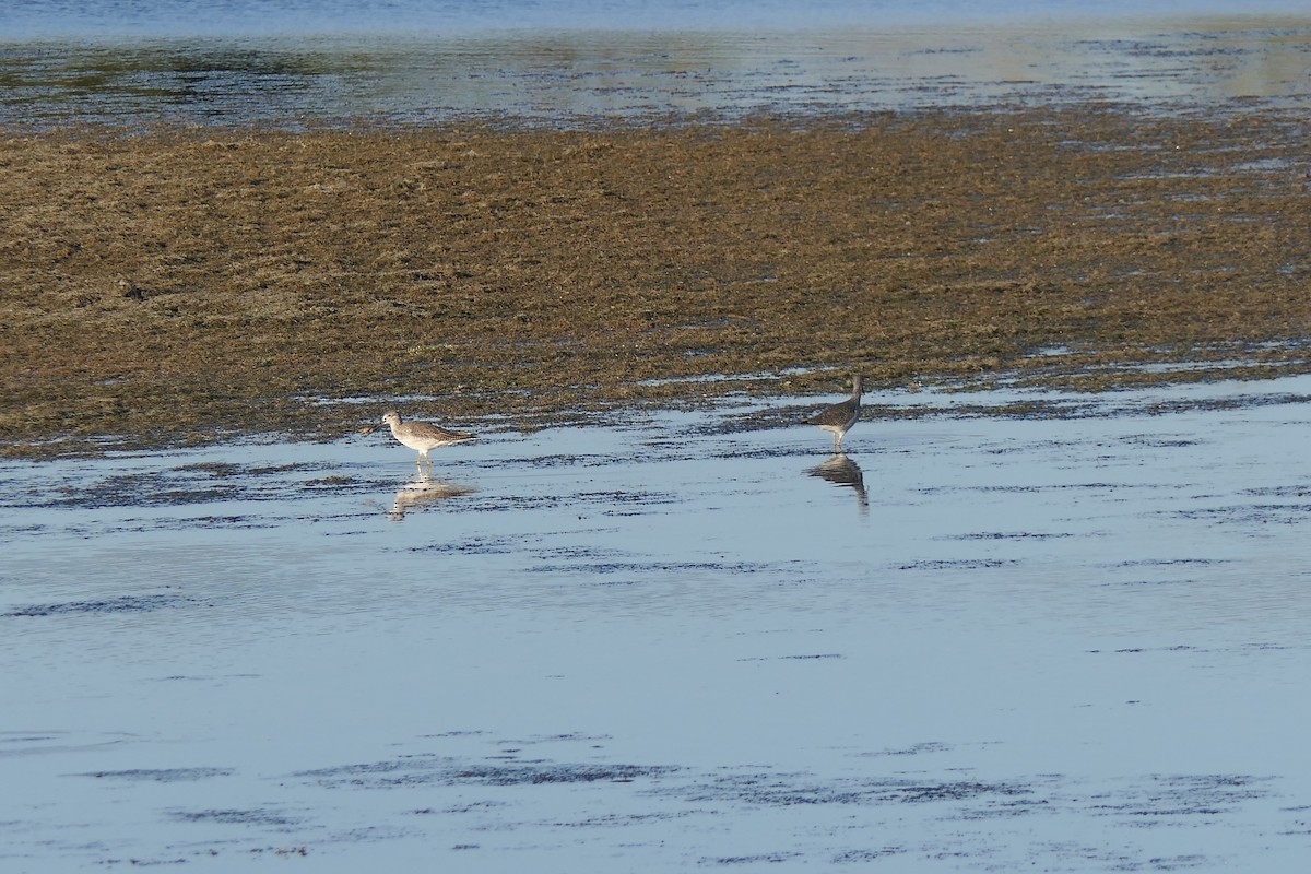 Greater Yellowlegs - ML645147358