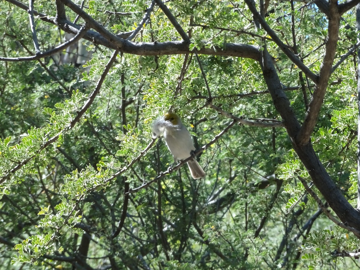 Verdin - ML645147364