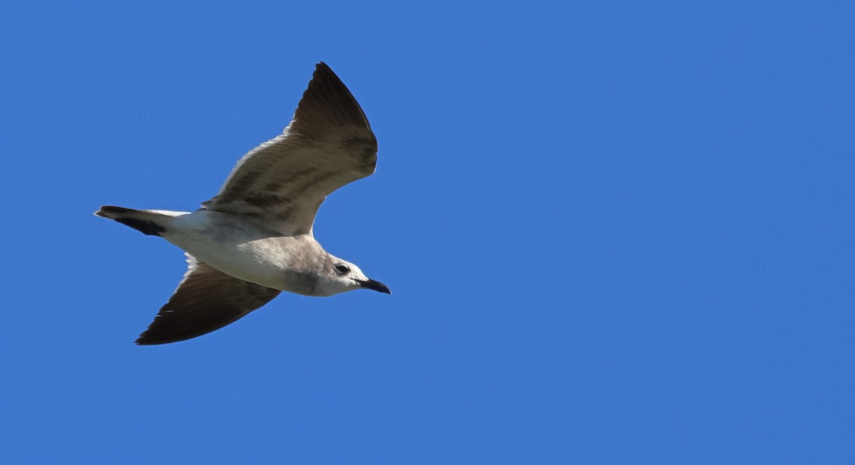 ワライカモメ - ML645147370