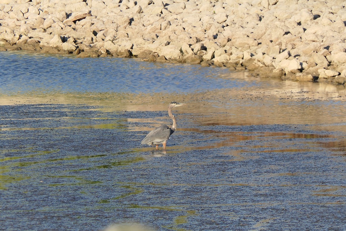 Great Blue Heron - ML645147375