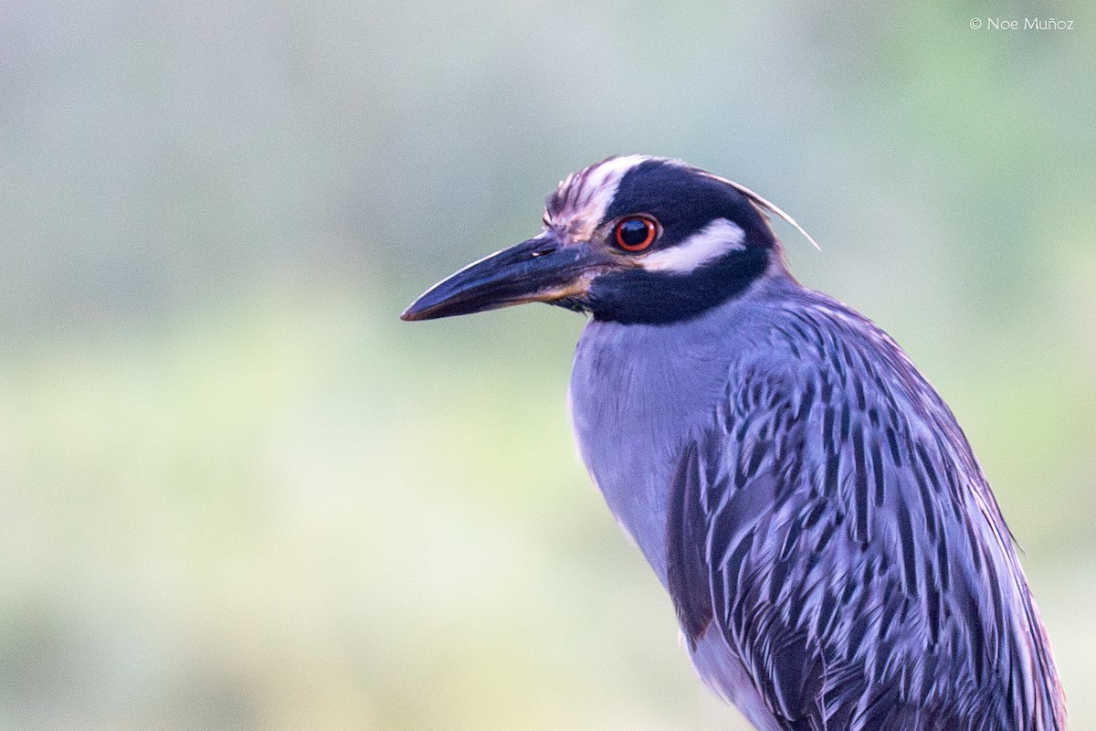 Sarı Tepeli Gece Balıkçılı - ML645147377