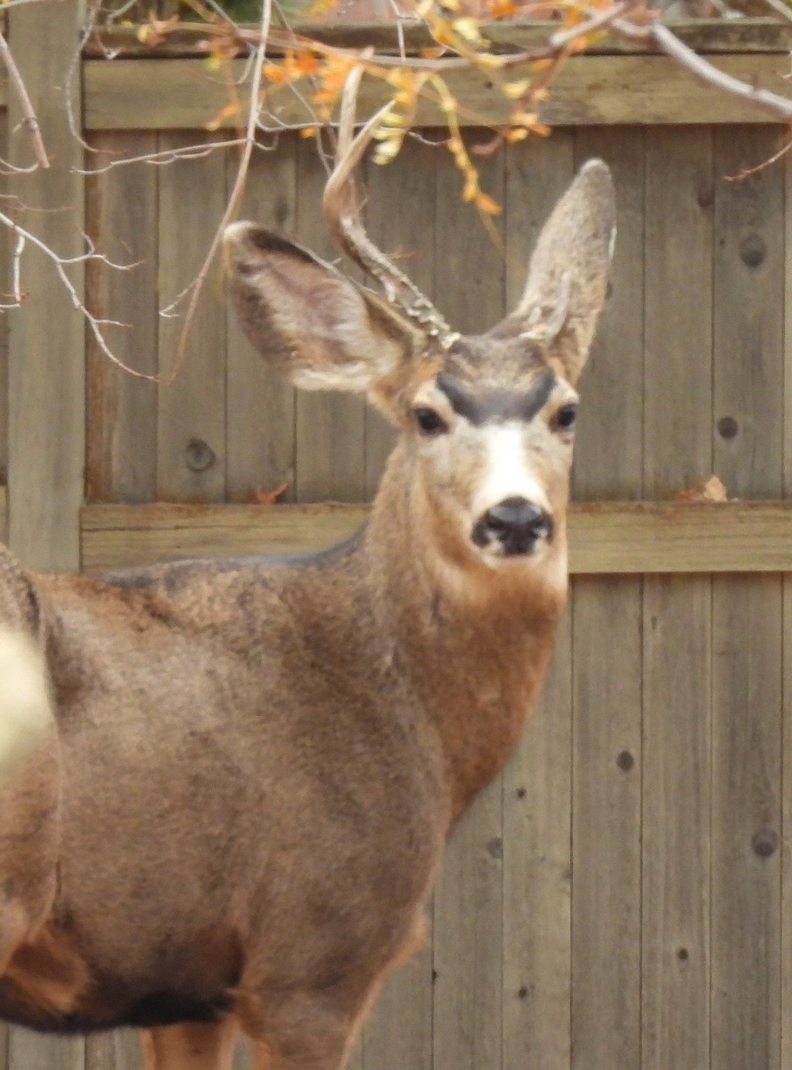 Animals - ML645147379