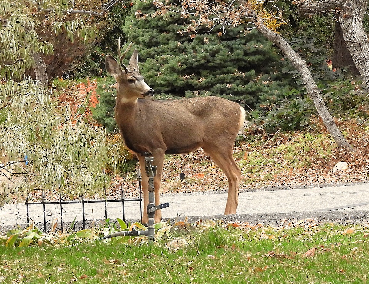 Animals - ML645147398