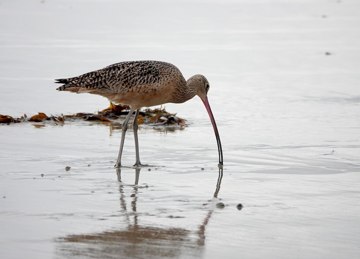 Kurlinta amerikarra - ML645147418