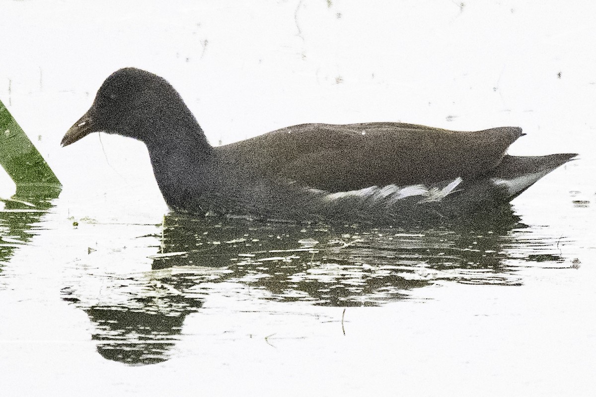 アメリカバン（galeata グループ） - ML645147430