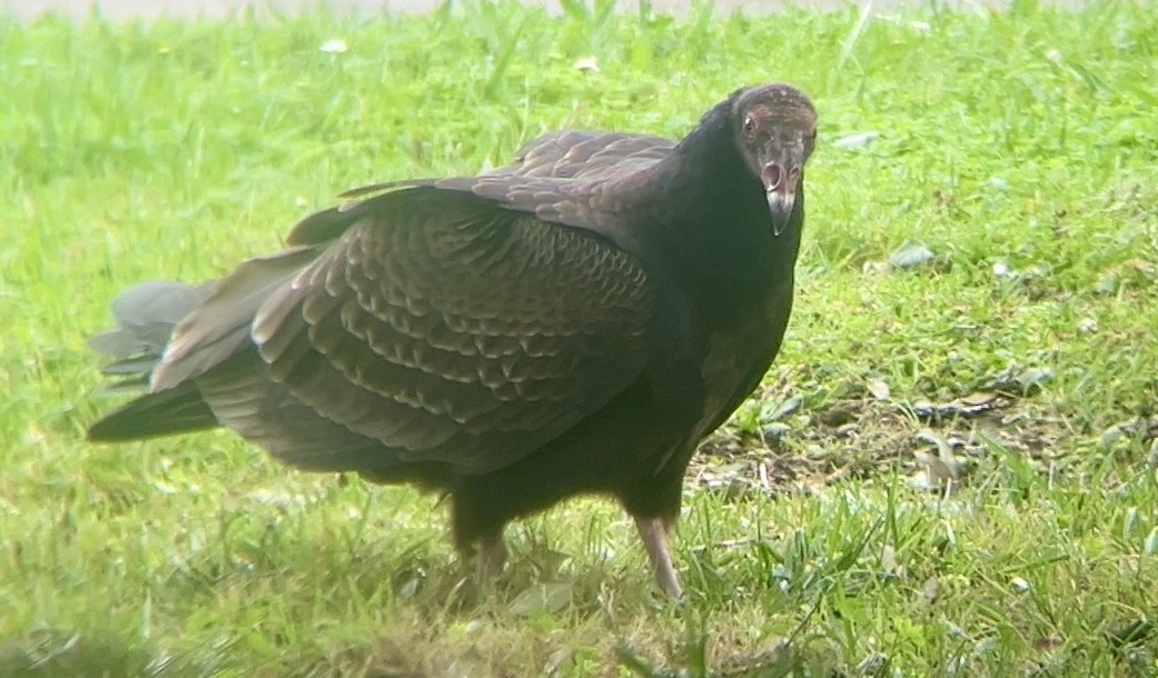 Turkey Vulture - ML645147439