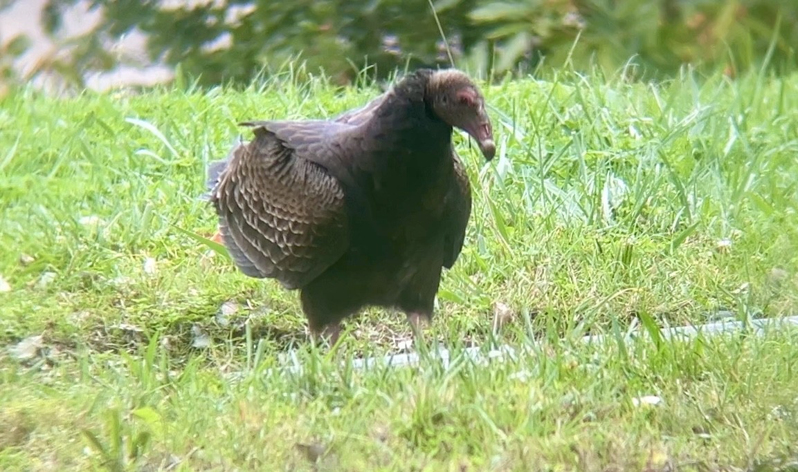 Turkey Vulture - ML645147440