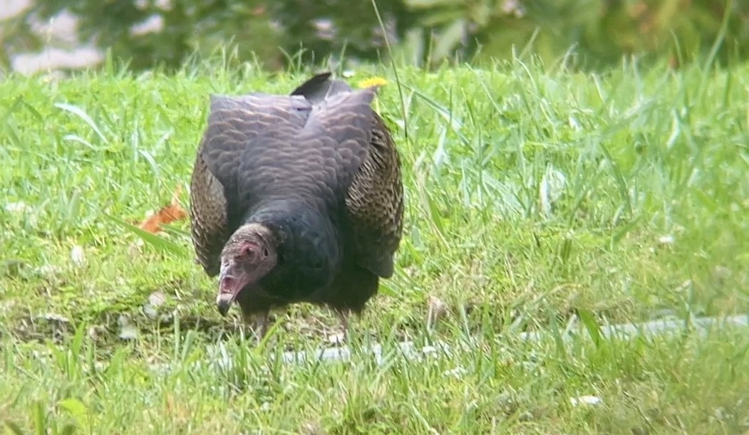 Turkey Vulture - ML645147441
