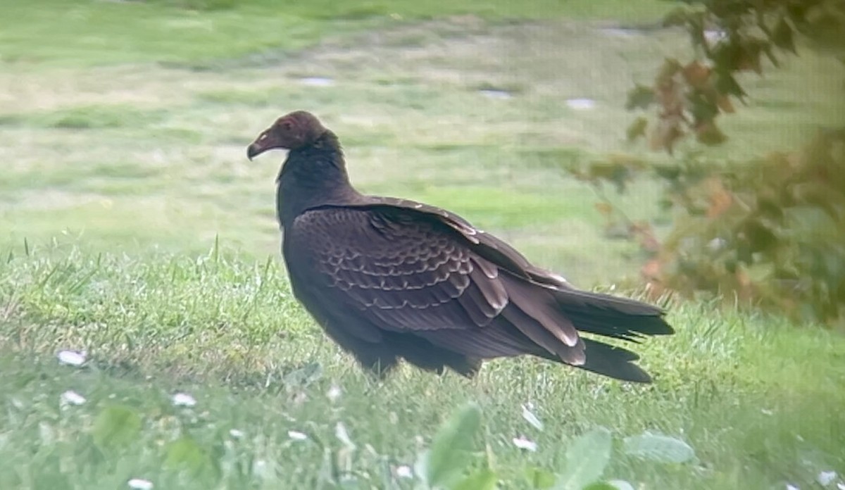 Turkey Vulture - ML645147442