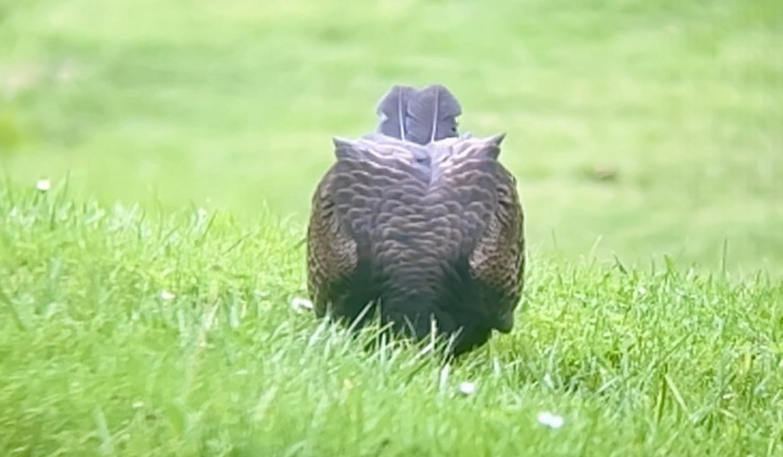 Turkey Vulture - ML645147443