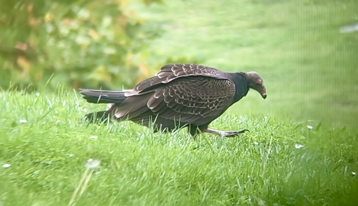 Turkey Vulture - ML645147444