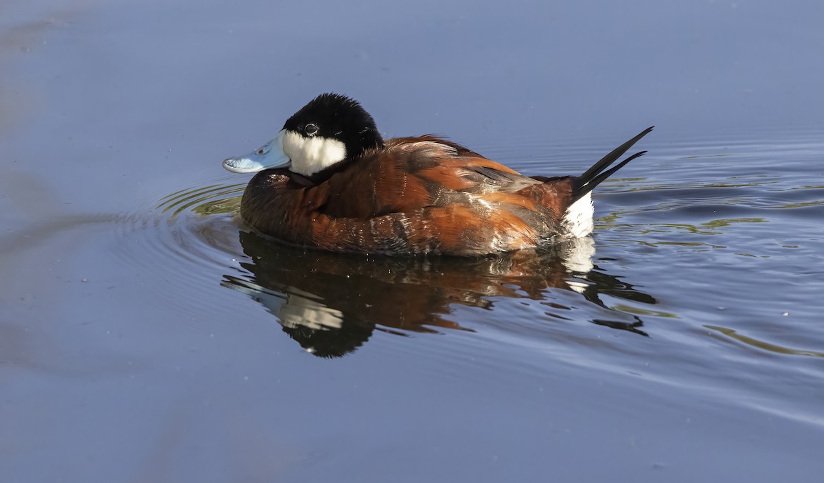 Савка американська - ML645147446