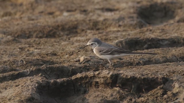 White Wagtail - ML645147450