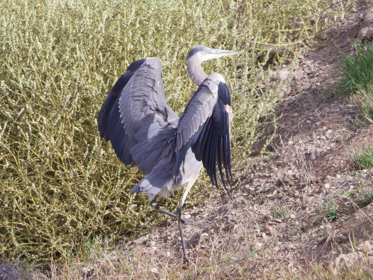 Great Blue Heron - ML645147451