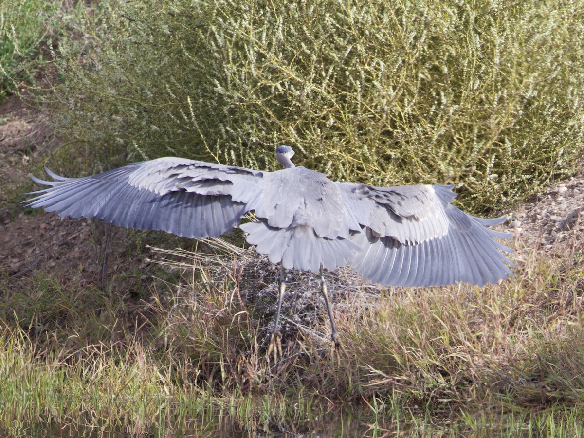 Great Blue Heron - ML645147452