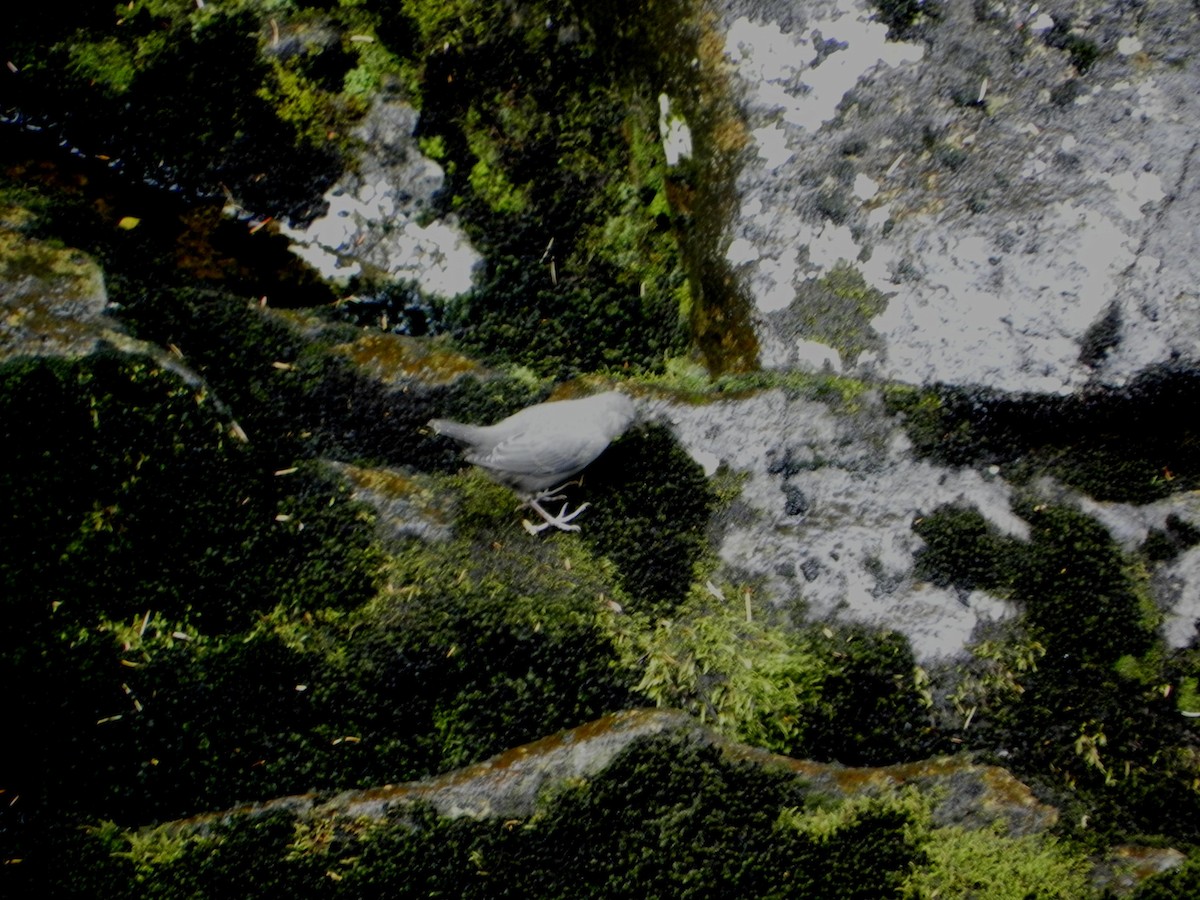 American Dipper - ML645147453