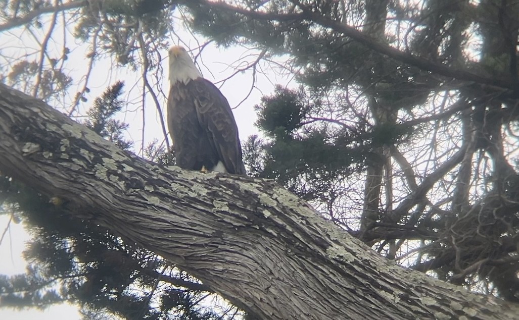עיטם לבן-ראש - ML645147464