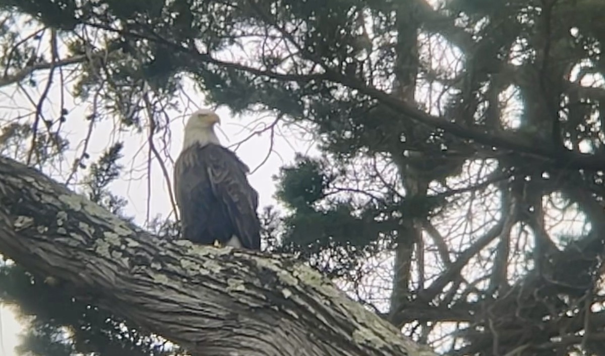עיטם לבן-ראש - ML645147465