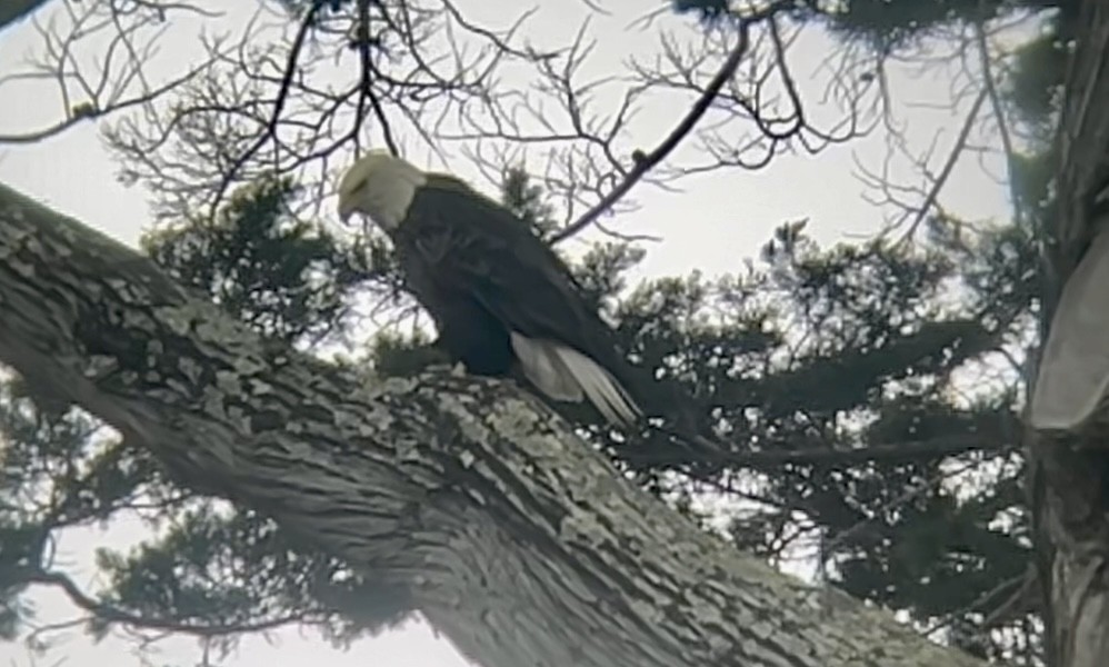 עיטם לבן-ראש - ML645147466