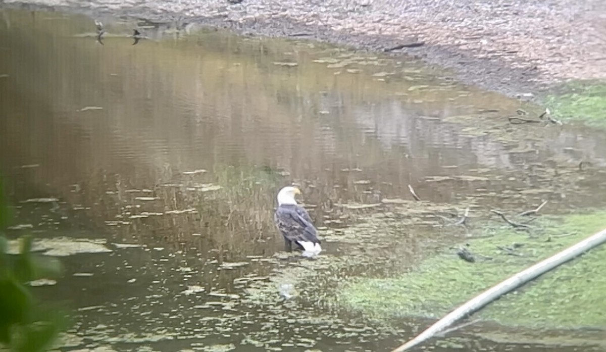 עיטם לבן-ראש - ML645147467