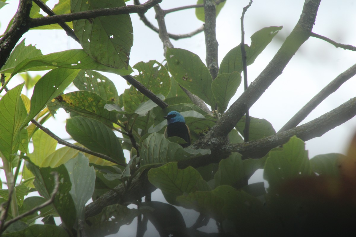 Blue-necked Tanager - ML645147473