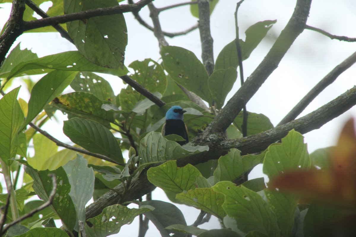 Blue-necked Tanager - ML645147474