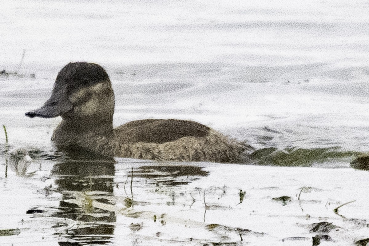 Савка американська - ML645147475