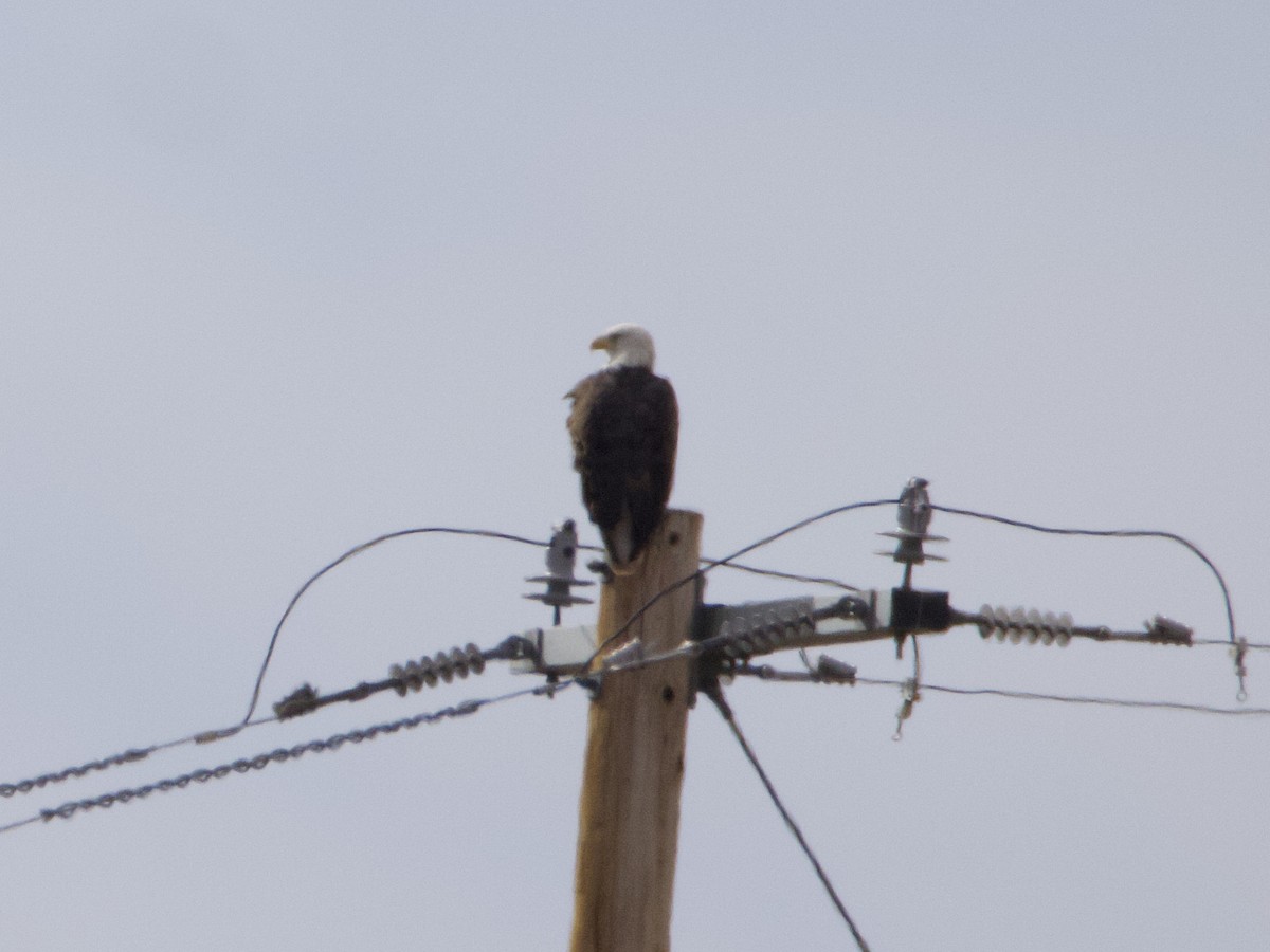 עיטם לבן-ראש - ML645147476