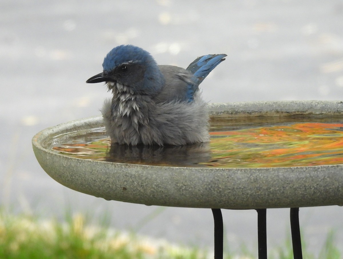 Woodhouse's Scrub-Jay - ML645147491