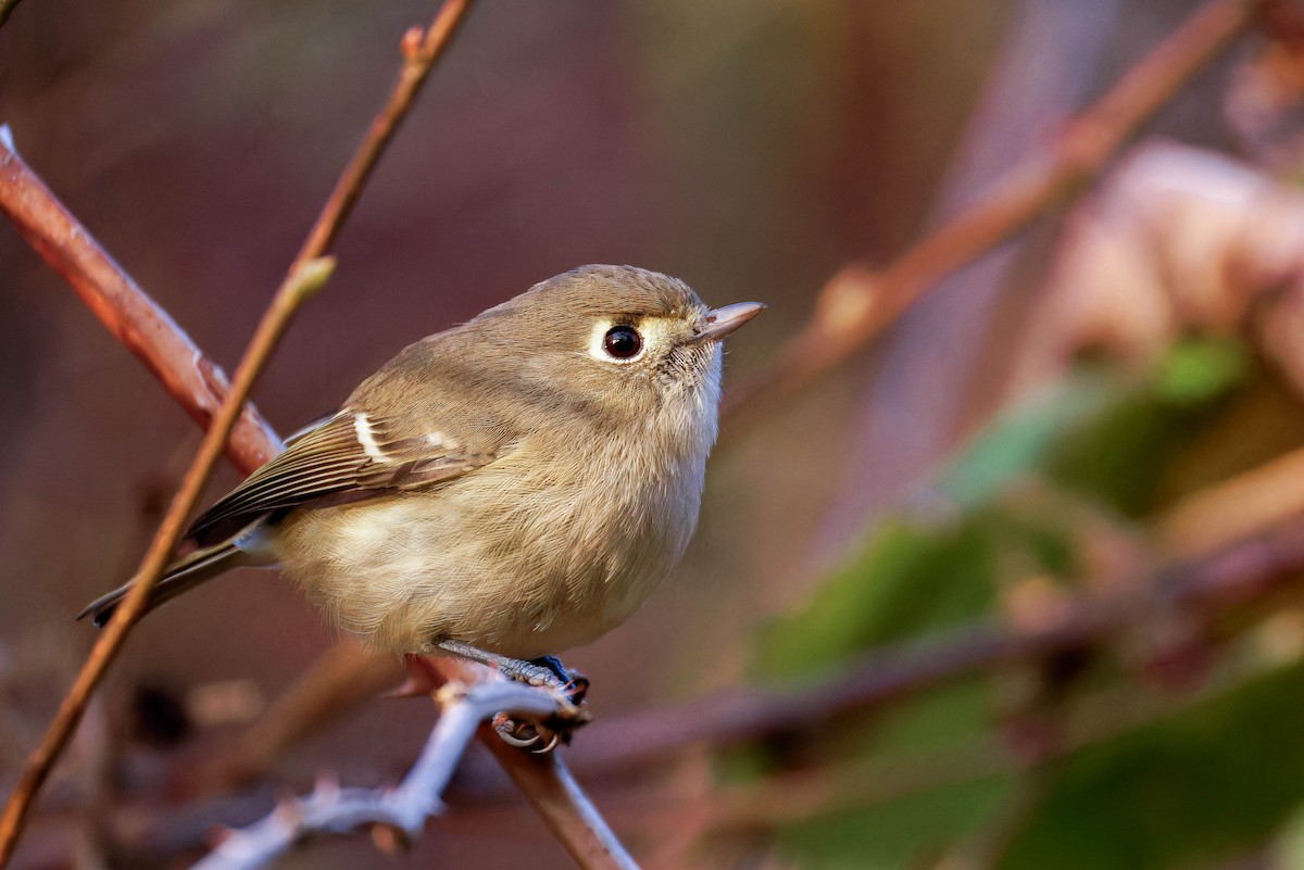 Hutton's Vireo - ML645147500