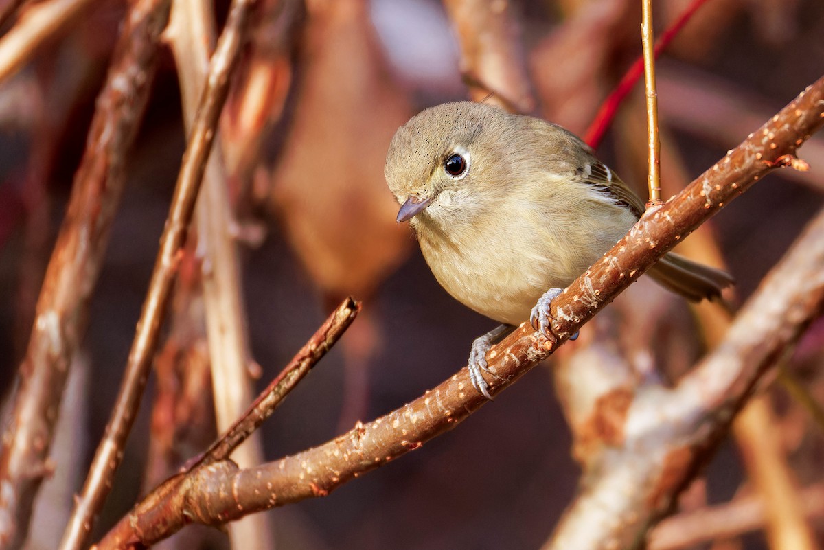 Hutton's Vireo - ML645147501