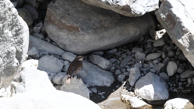 Cream-winged Cinclodes - ML645147505