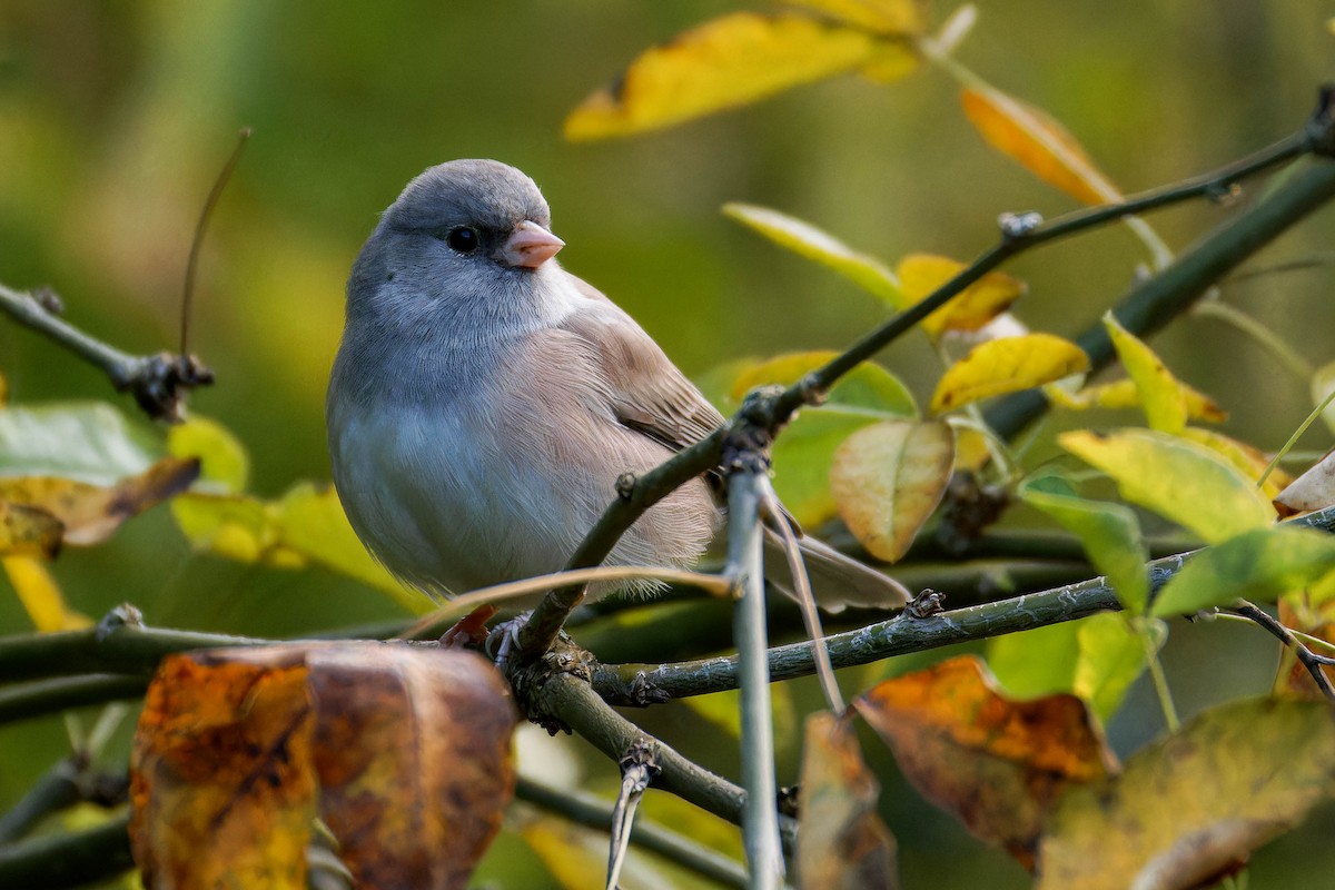 Dark-eyed Junco - ML645147507