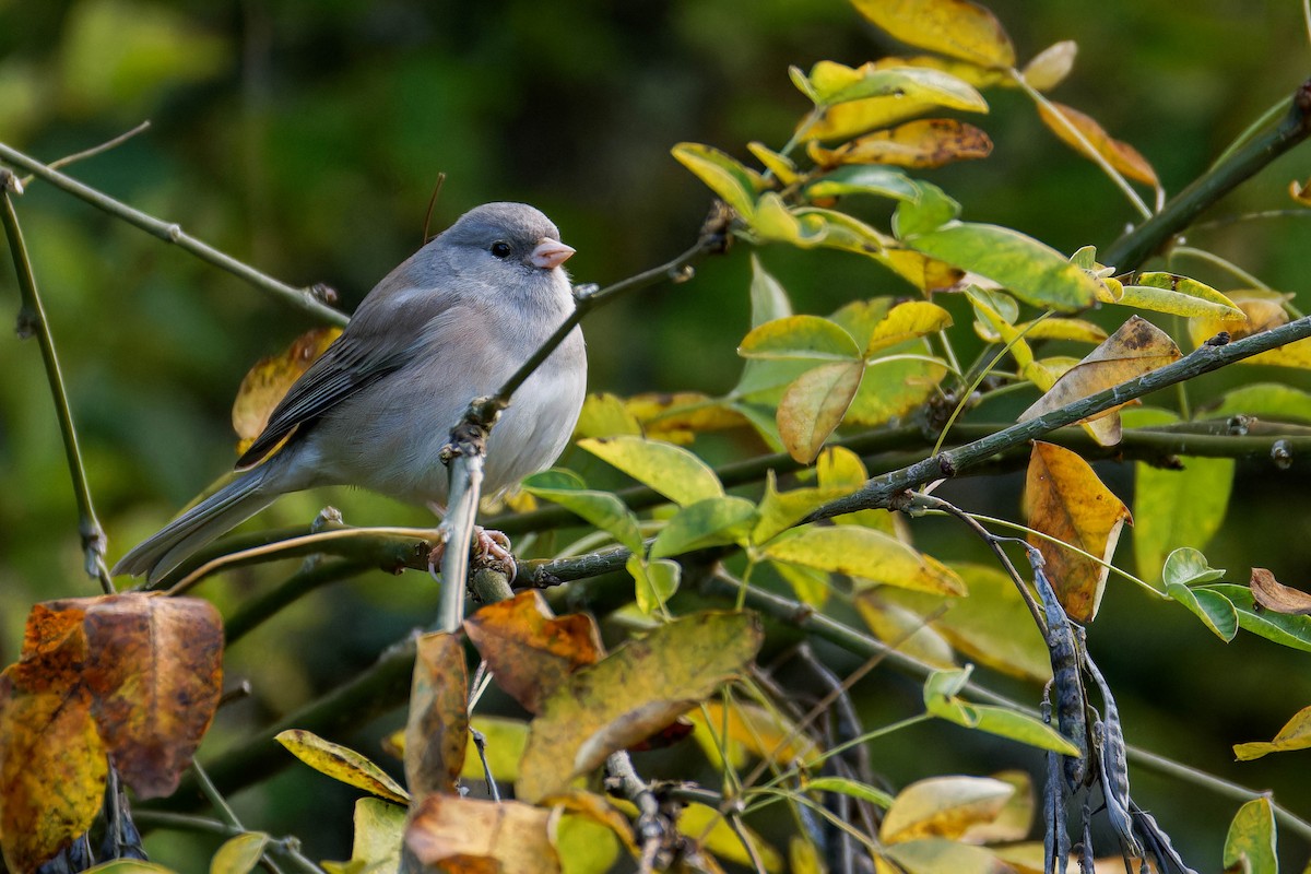 Dark-eyed Junco - ML645147508