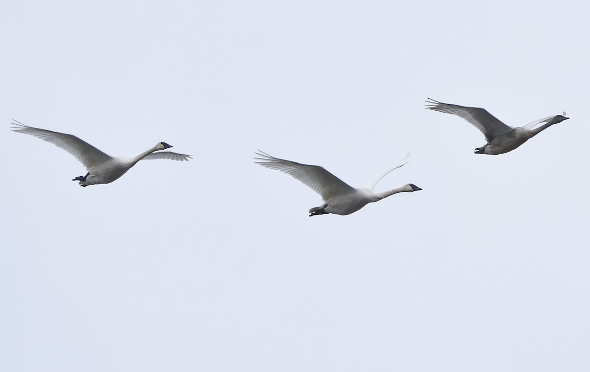 Trumpeter Swan - ML645147522